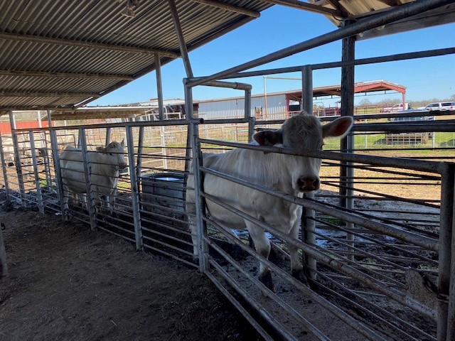 Tagging a bovine for tracking