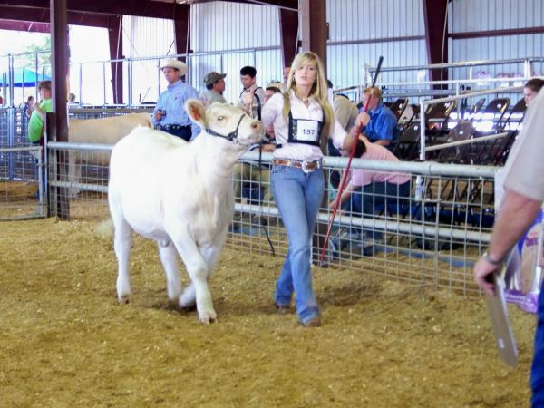 Ag student preparing her calf for show