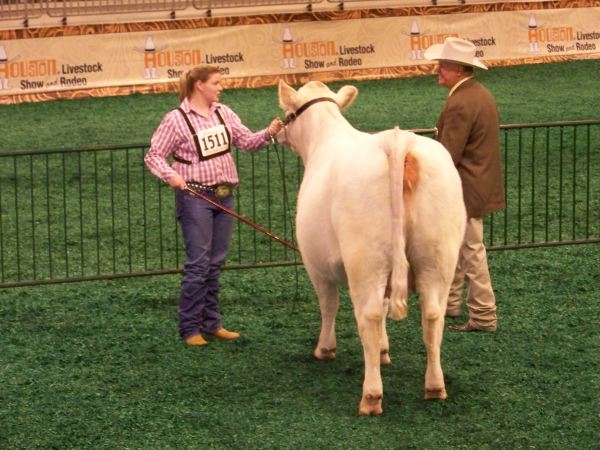 Ag student showing her cow and talking to judge