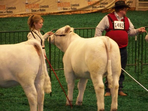 Ag student showing her cow