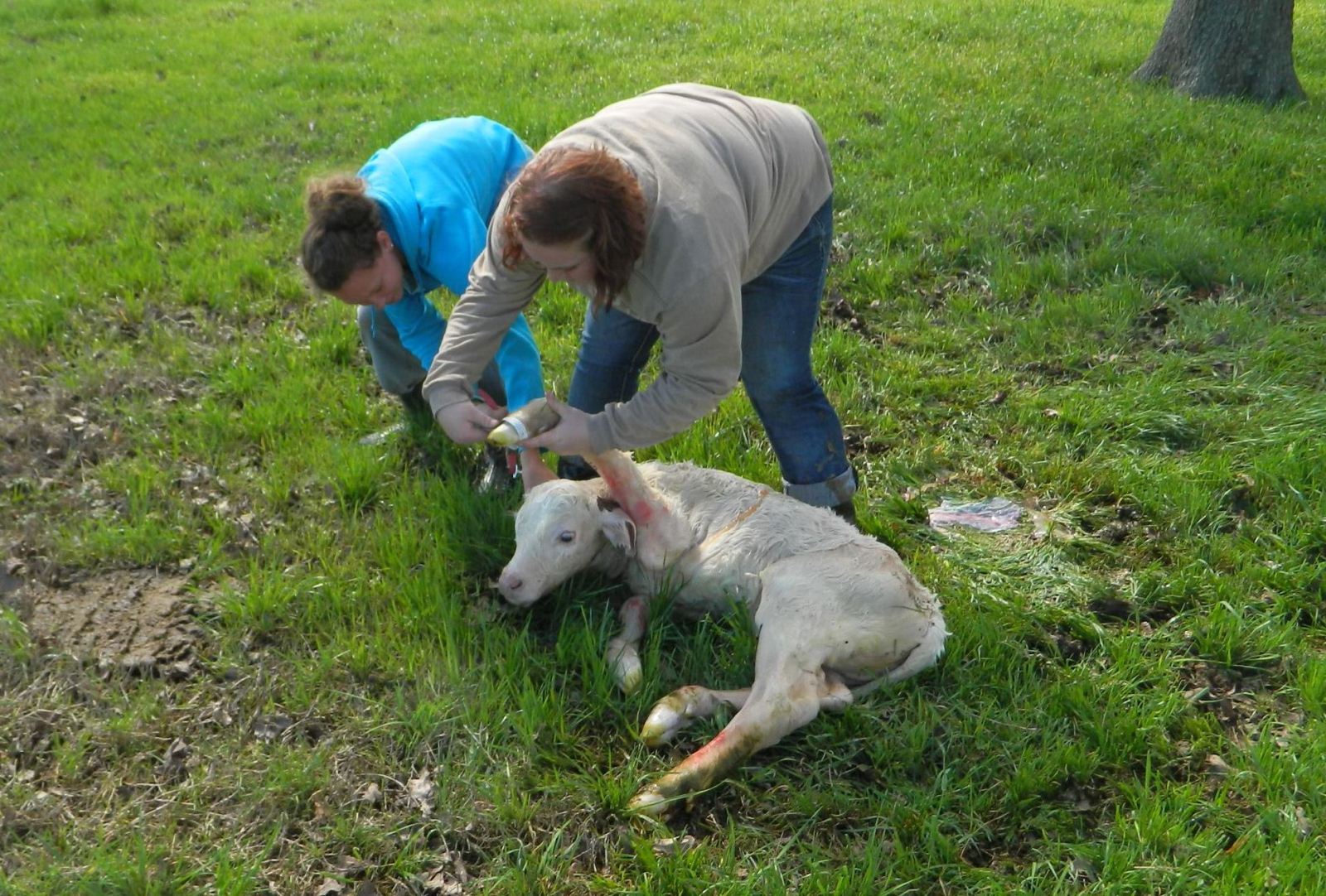 Tagging a new calf