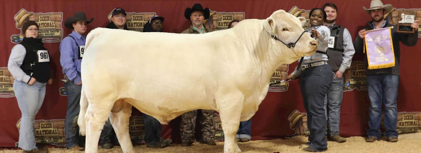 TVCC bull, Dixie National show winner 