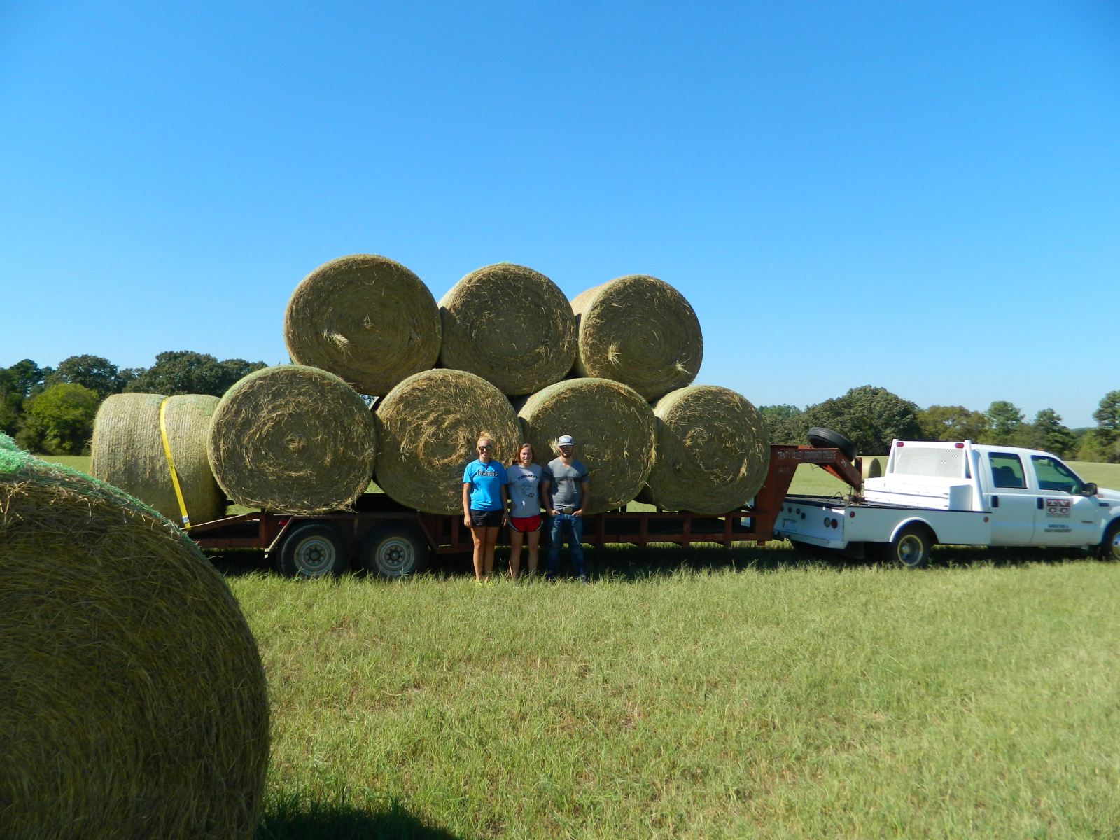 A load of hey to feed cattle