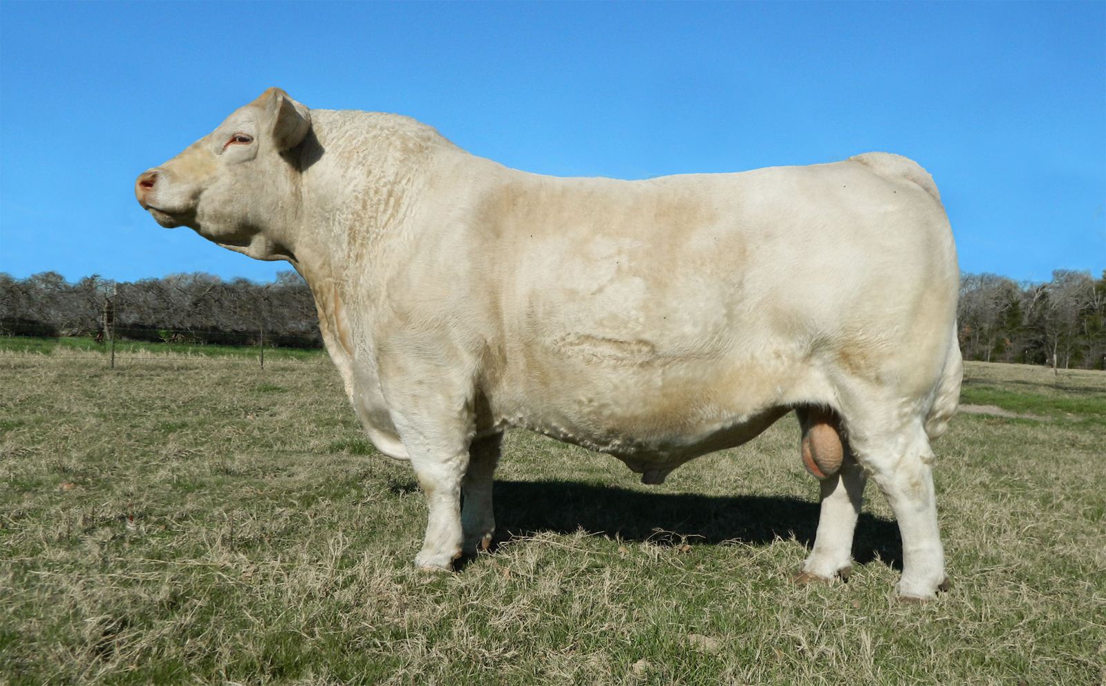 large white bull in pasture with blue sky
