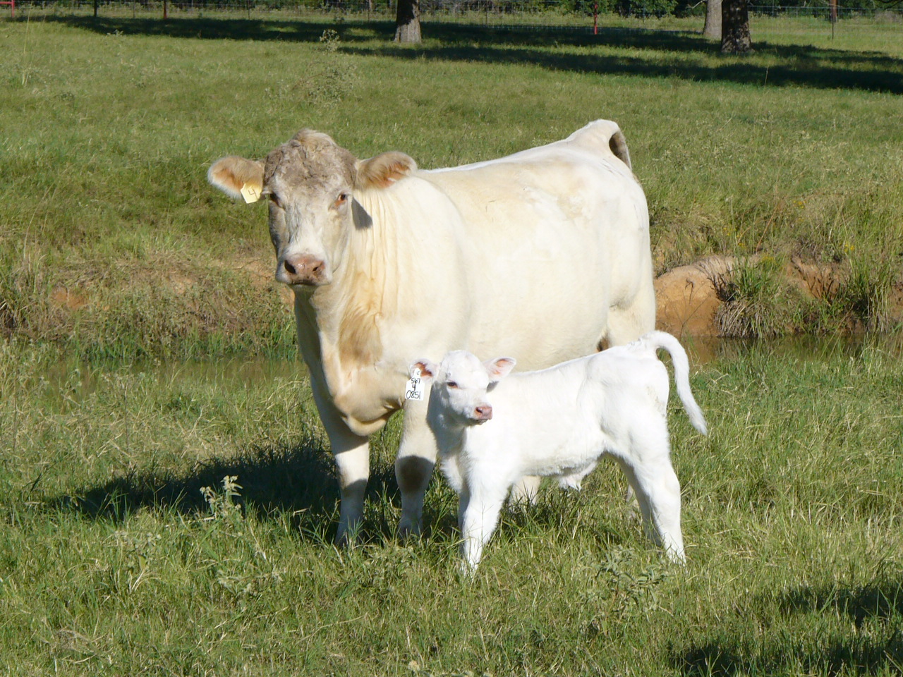 Momma cow with her calf