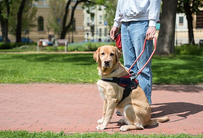Trained Guide Dog walking a student on campus.