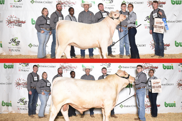 Grand Champion Bull and Female Grand Champion Bull and Female