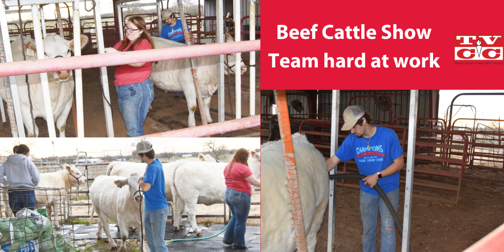 Beef Cattle Show Team                                                                                                                       