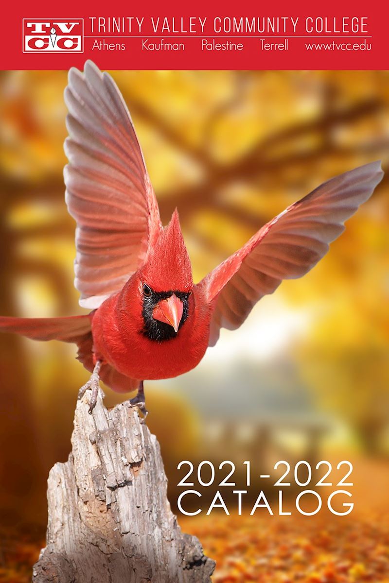 Red cardinal landing on a piece of driftwood.                                                                                               