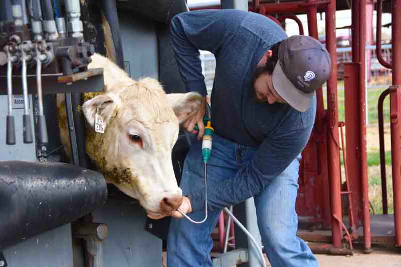 Man feeding medication to a cow